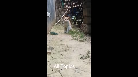 Cute pet video