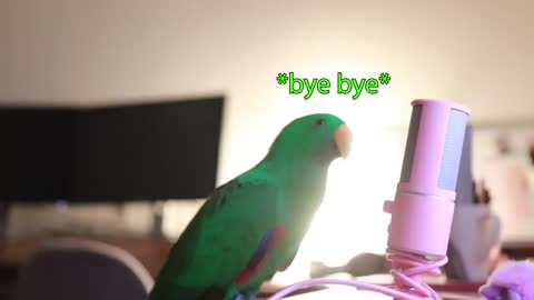 Bird Whispers Into Microphone for 5 Minutes Straight (to cure your sadness) *with subtitles*