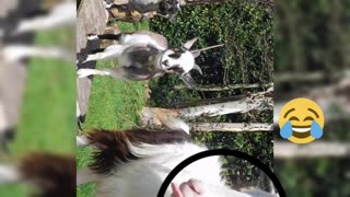 Three happy pygmy goats!