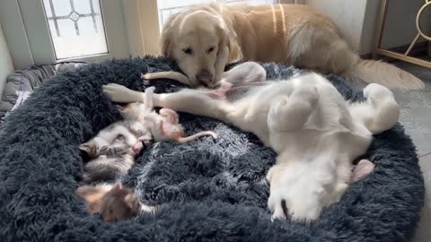 Golden Retriever Reacts to Tiny Kittens and Puppy that Occupying his Bed