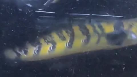 CHANNA MARULIODES FISH