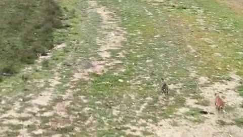 Rabbit chase by dogs