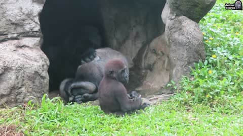 Little gorilla Jabali loves dad D'jeeco so much