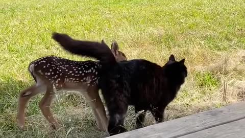 Cat and Baby Deer Play Together on the Lawn