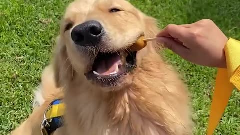 Funniest & Cutest Golden Retriever Puppies #3