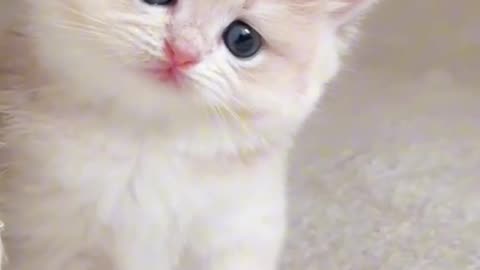 "Gorgeous Whiskers: The Irresistible Charm of a Cute Kitten"