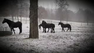 Stunning horses playing in first snow of the season