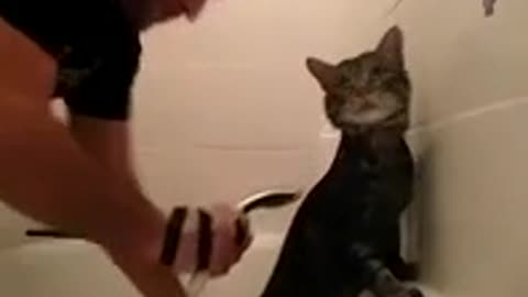 Cat enjoys taking a bath