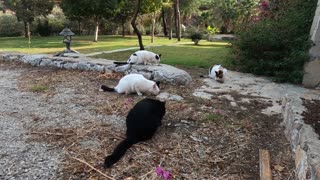 Beautiful fluffy cat with black spot on her nose and her friends are so cute