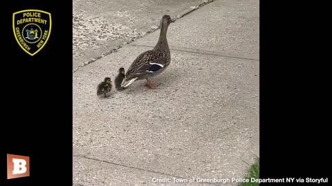 On May 3, the Town of Greenburgh Police Department posted a video on Facebook