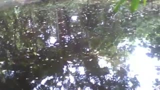 Dentro do jardim botânico, há um lago bonito, ao redor das árvores [Nature & Animals]
