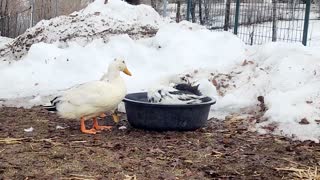 Ducks Bath Time
