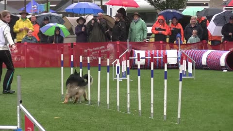 World Championship Agility German Shepherds Lina Bergmann Ine v Krausenberg