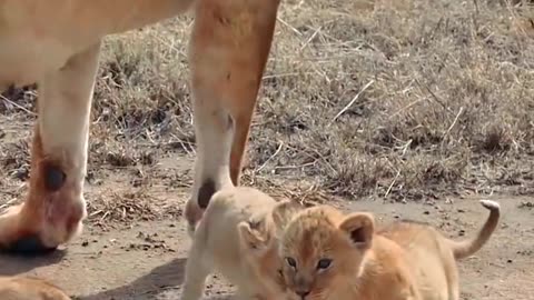 Mignon bébé lionceau 2