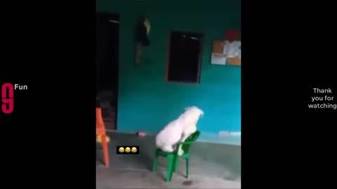 TRY NOT TO LAUGH 😆 Best Funny Videos Compilation 😂😁😆 Memes