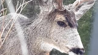 Beautiful Buck eats Grass