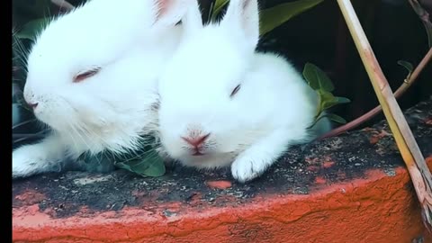 How can rabbits consume meal/ so cute