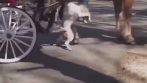 Horse and carriage driver mauled by Pittbull...