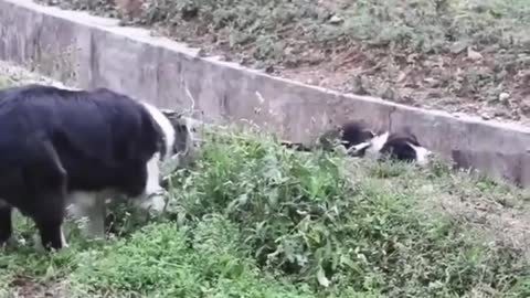 Dog Provides Helping Hand To His Friend