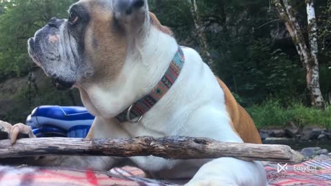 Cute dog eat the wood 🤗❤