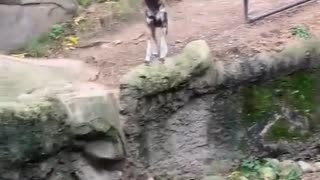 African Painted dogs notice a visitor's service animal