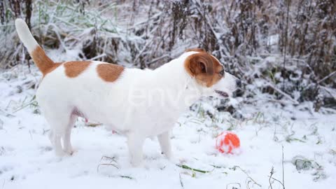 dog enjoy snowfall very funy vedio