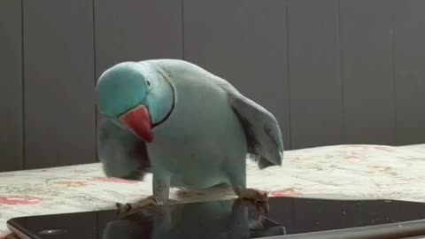 Talented Parrot Delivers Some Smooth Dance Moves For The Camera