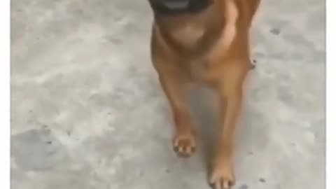 Cute Dog Tallent Video 👌