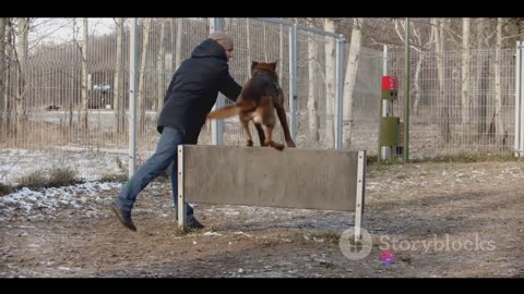 The Amazing World of Dog Sports