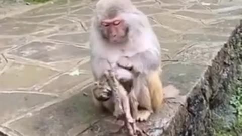 Mother love | wild animals #monkey