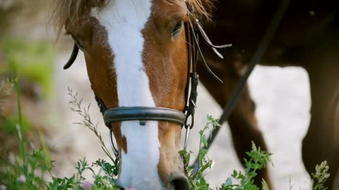 Red horse chews green grass in summer field