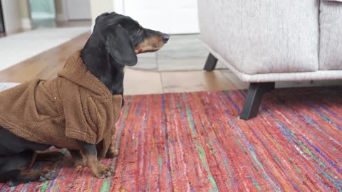Crusoe the Dachshund Uses The Force! - (Shorts)