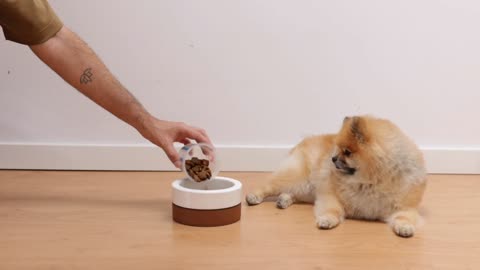 How dog's and cat eat food (funny)