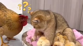 Dog cuddling chicks