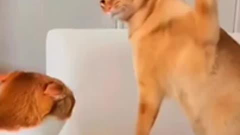 "Funny Dogs and Cats Videos 2024 | Hilarious Pet Moments Compilation"