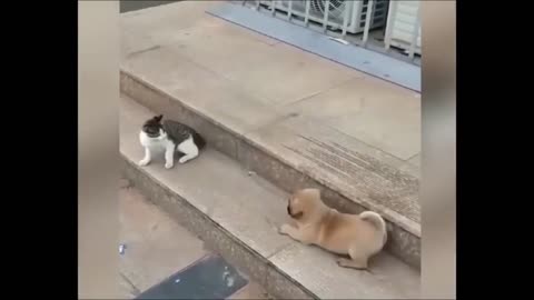 CAT VS DOG FUNNY VIDEO