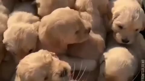 Golden puppies wants to get in one basket😍