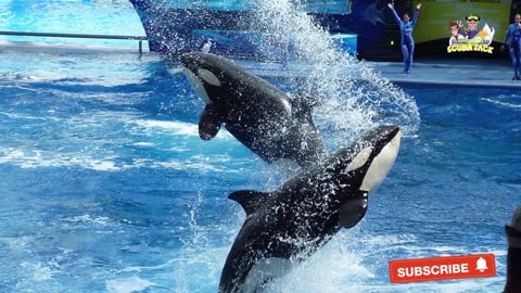 Facts about killer whales