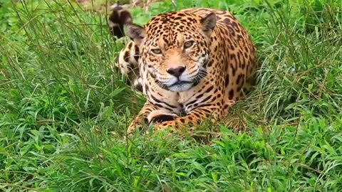 CuteAnimalsTvshow|| Tiger resting on Grass