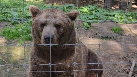 Adorable brown bear eagerly awaits acorns from tourist