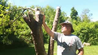 TURNING WILD APPLE TREES INTO TASTY APPLE TREES