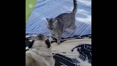 Dog vs cat funny little fight