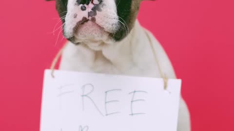 cute puppy with sitting-on-a-stool free kisses