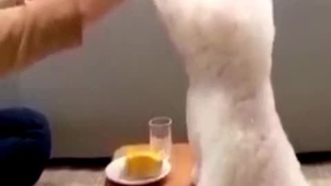 White poodle is eating food /Eating cutestly/entertainment video