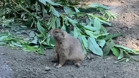 Novosibirsk zoo, funniest animals