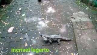 Lagarto atacando