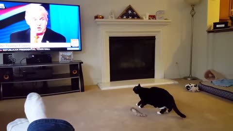 Donald trump scares cat