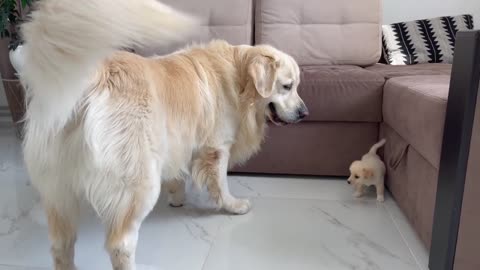Golden retriever meets a puppy like himself