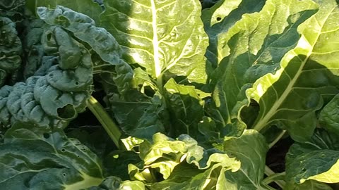 Swiss Chard growing without Soil