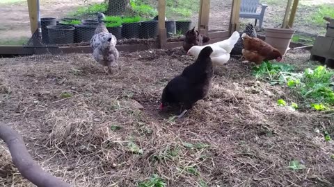 Chickens foraging inside their pen.